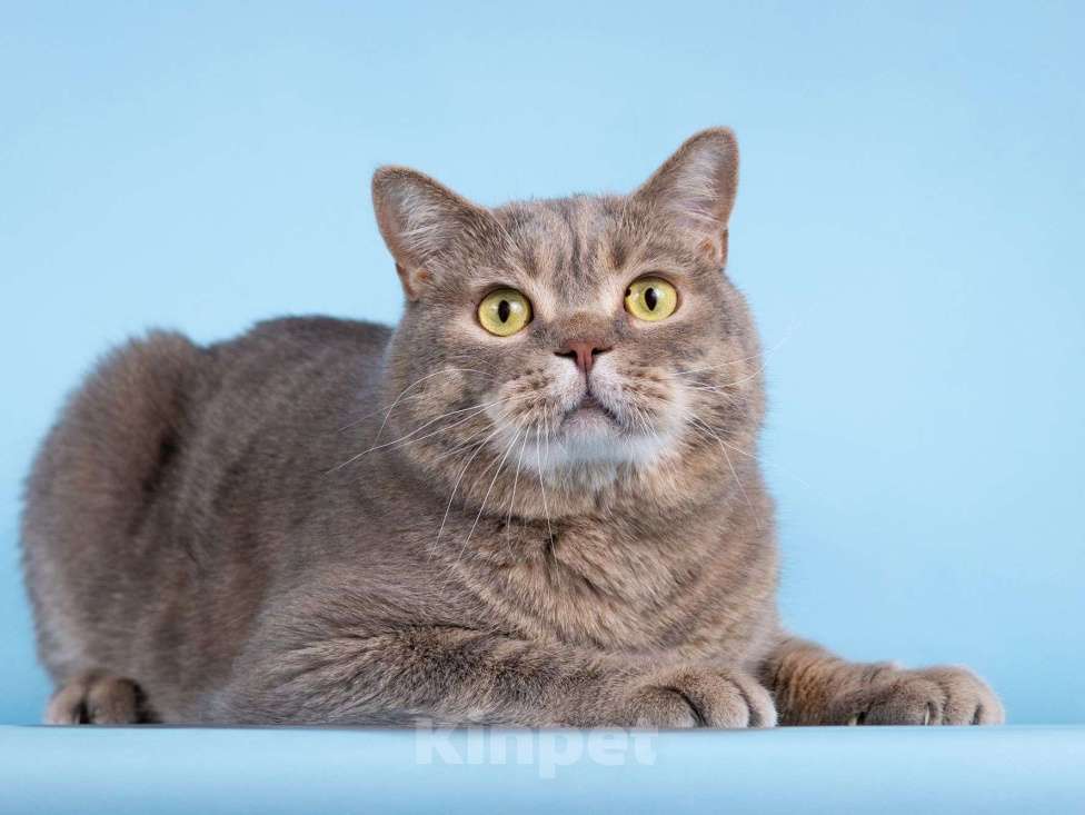 Кошки в Москве: Нежный ласковый котик Митенька в добрые руки Мальчик, Бесплатно - фото 7