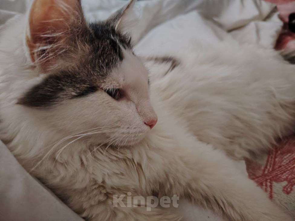 Кошки в Челябинске: Котенок/подросток мальчик Мальчик, Бесплатно - фото 2