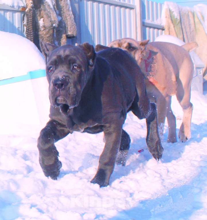 Собаки в Северобайкальске: Две девочки корсо Девочка, 70 000 руб. - фото 6