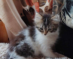 Кошки в Санкт-Петербурге: 🐾 Лучший Дом для Лёвушки! Мальчик, Бесплатно - фото 3