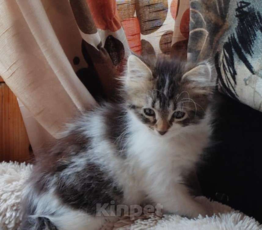 Кошки в других городах Ленинградской области: 🐾 Лучший Дом для Лёвушки! Мальчик, Бесплатно - фото 3