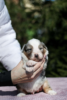 Щенки австралийской овчарки/аусси