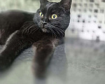 Кошки в Апрелевке: Кошечка Черника (Чернышка) в добрые руки Девочка, Бесплатно - фото 4