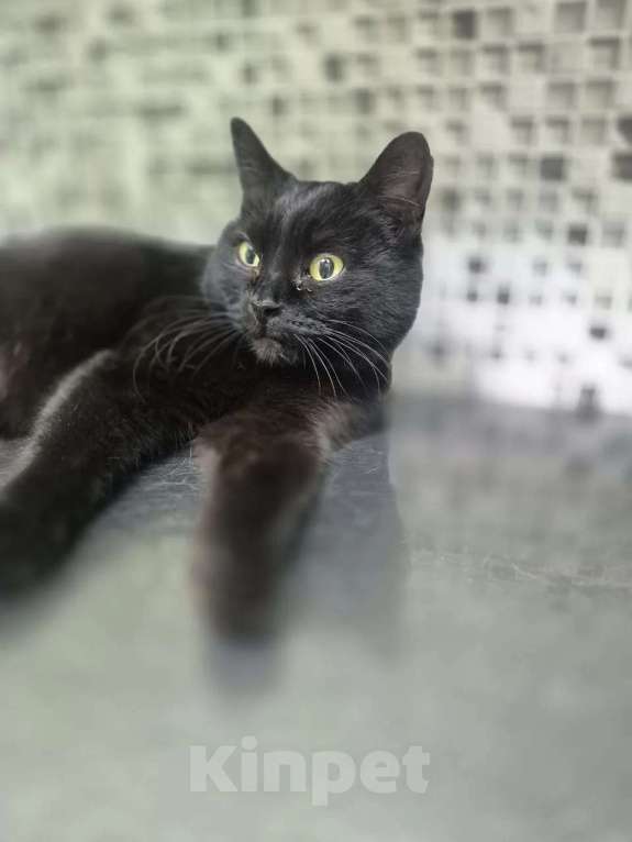 Кошки в Апрелевке: Кошечка Черника (Чернышка) в добрые руки Девочка, Бесплатно - фото 4