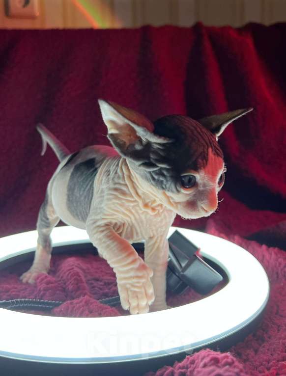 Кошки в Воронеже: Канадский сфинкс котёнок Мальчик, 15 000 руб. - фото 4