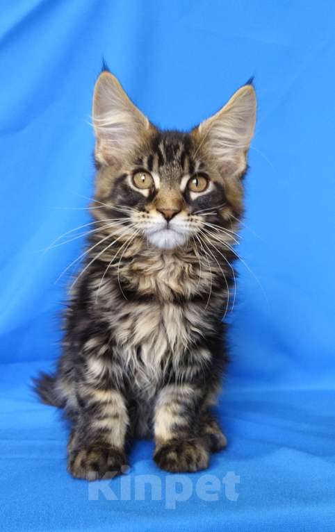 Кошки в Москве: Котенок Мейн-кун Мальчик Мальчик, 30 000 руб. - фото 10