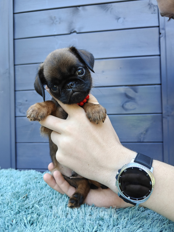 Собаки в Москве: Рыжий мальчик пти брабансон Мальчик, 60 000 руб. - фото 3