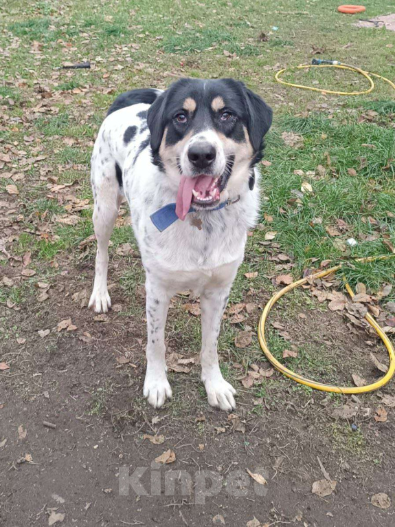 Собаки в Москве: Бим ищет семью,1год,Привит, Кастрирован  Мальчик, Бесплатно - фото 2