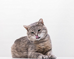Кошки в Москве: котик Налим в поисках семьи Мальчик, Бесплатно - фото 1