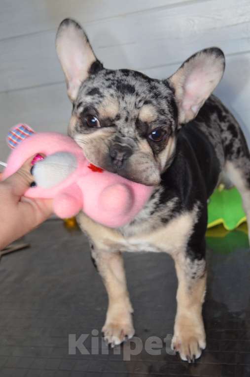 Собаки в Москве: Виконт Грейсток Мальчик, 80 000 руб. - фото 1