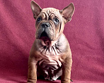 Собаки в Краснодаре: Щенок Чунцин  Мальчик, 100 000 руб. - фото 2