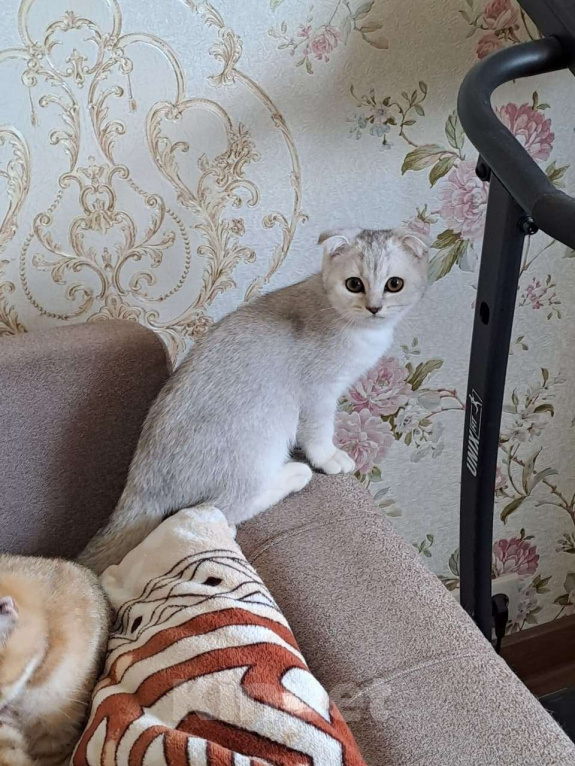 Кошки в Москве: Шотландские котята Девочка, 6 000 руб. - фото 4