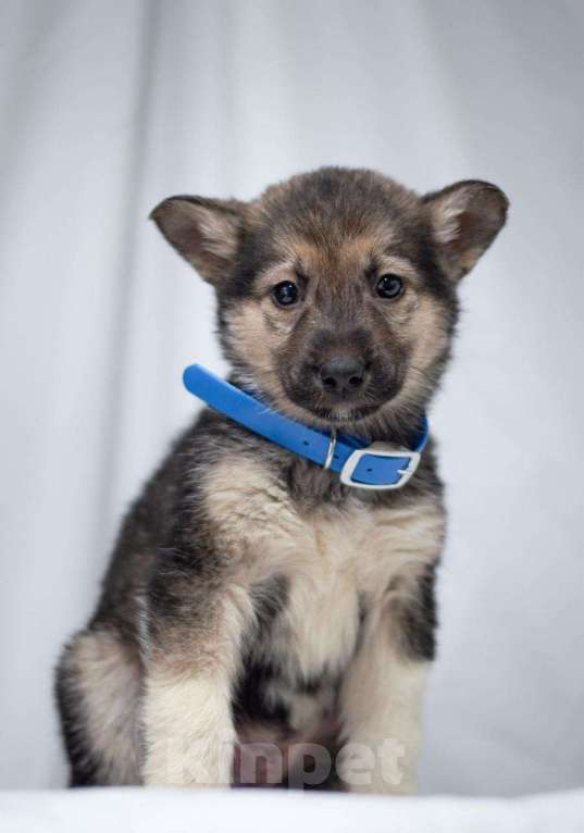 Собаки в Ногинске: Щенок мальчик в добрые руки Мальчик, Бесплатно - фото 6