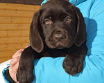 Собаки в Химках: Щенки лабрадора шоколадного окраса Мальчик, 70 000 руб. - фото 2