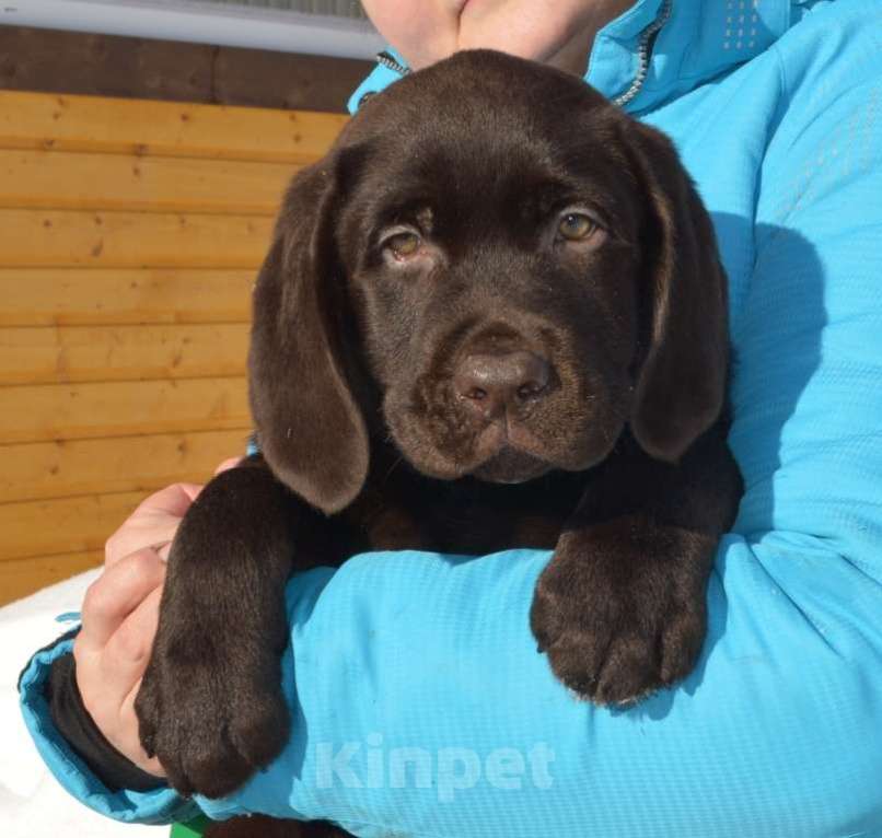 Собаки в Химках: Щенки лабрадора шоколадного окраса Мальчик, 70 000 руб. - фото 2