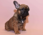 Собаки в Москве: Мальчик французского бульдога  Мальчик, 60 000 руб. - фото 6