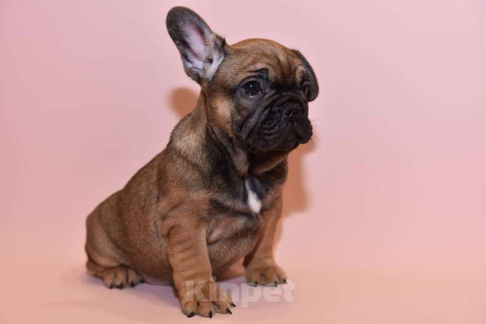 Собаки в Москве: Мальчик французского бульдога  Мальчик, 60 000 руб. - фото 6