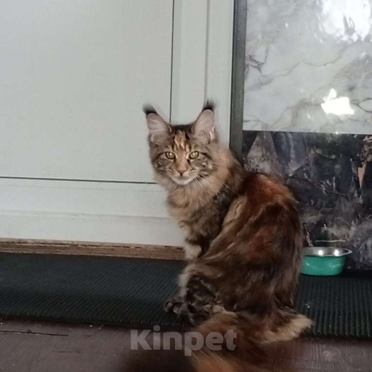 Кошки в Москве: Продажа котёнка Мэйн-Кун Девочка, 100 000 руб. - фото 3