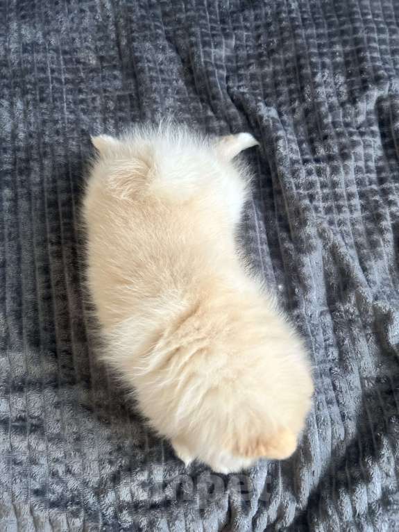 Собаки в Новосибирске: Немецкий шпиц, щенок. Мальчик, 34 000 руб. - фото 4