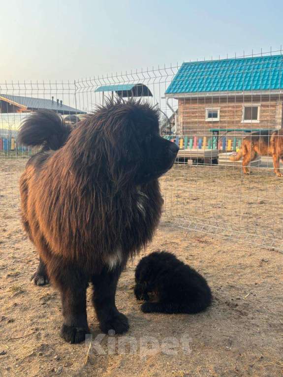 Собаки в других городах Тверской области: Щенки тибетского мастифа Девочка, Бесплатно - фото 5