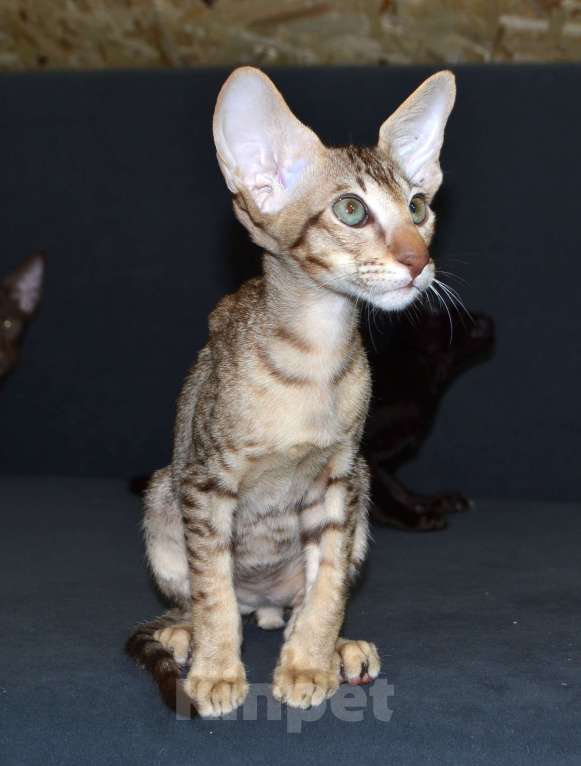 Кошки в Глазове: Хаммер Мальчик, 35 000 руб. - фото 7