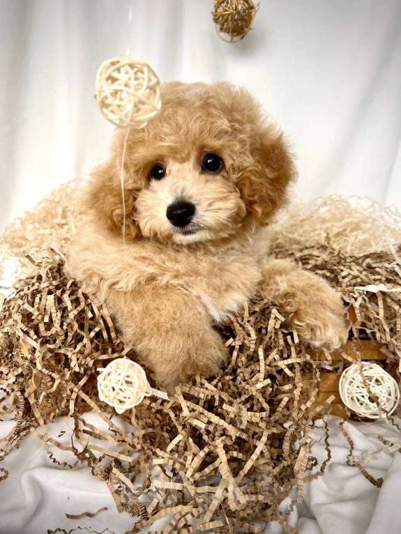 Собаки в Москве: Мальтипу щенки Мальчик, 100 000 руб. - фото 8