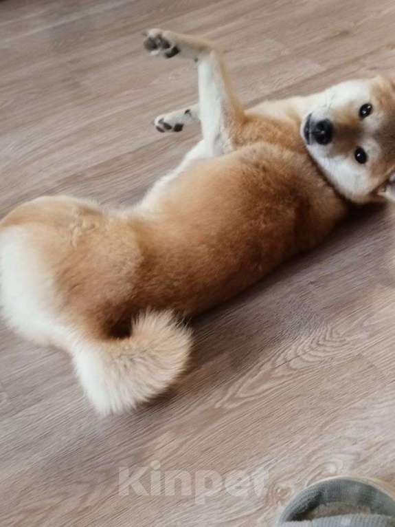 Собаки в Москве: Девочка Сиба-Ину Девочка, 15 000 руб. - фото 2