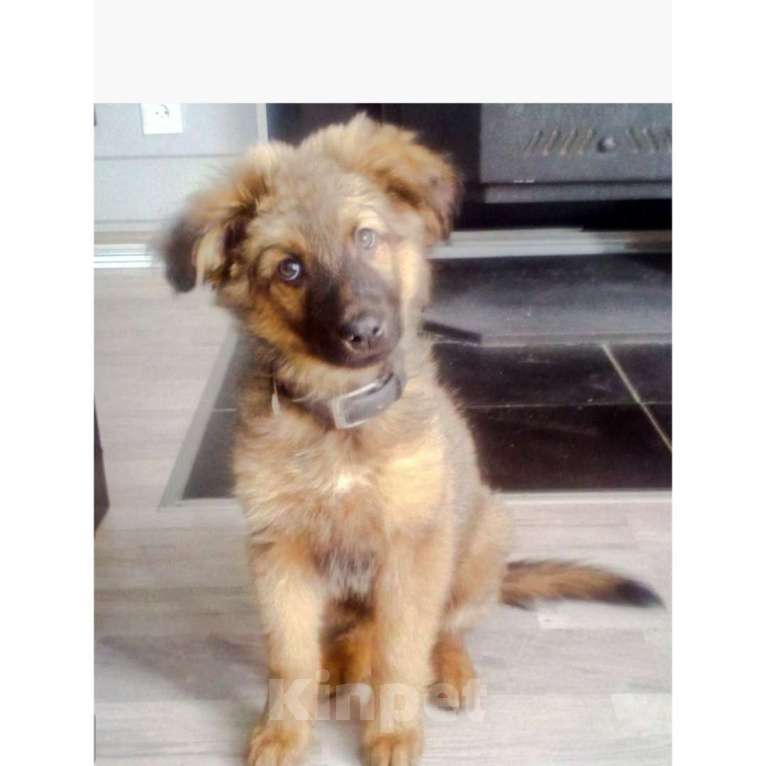 Собаки в Казани: Щенок Мальчик, Бесплатно - фото 1