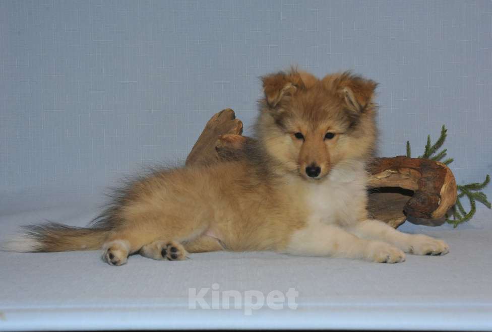 Собаки в Санкт-Петербурге: Шелти-Друг! Лучше прочих двух! )) Мальчик, 60 руб. - фото 4