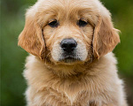 Собаки в Москве: Щенок золотистого ретривера Мальчик, 70 000 руб. - фото 2