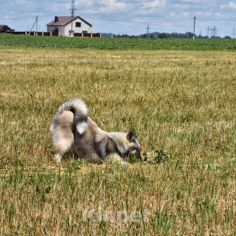Собаки в Москве: Ненецкая оленегонная лайка. Сука Чинар. Девочка, 60 000 руб. - фото 7