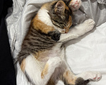 Кошки в Москве: Котенок-девочка в добрые руки Девочка, Бесплатно - фото 6