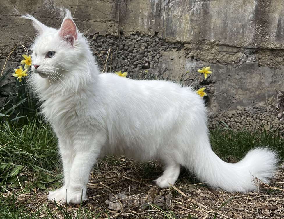 Кошки в Пятигорске: Питомник Affectionate miracle Девочка, Бесплатно - фото 3