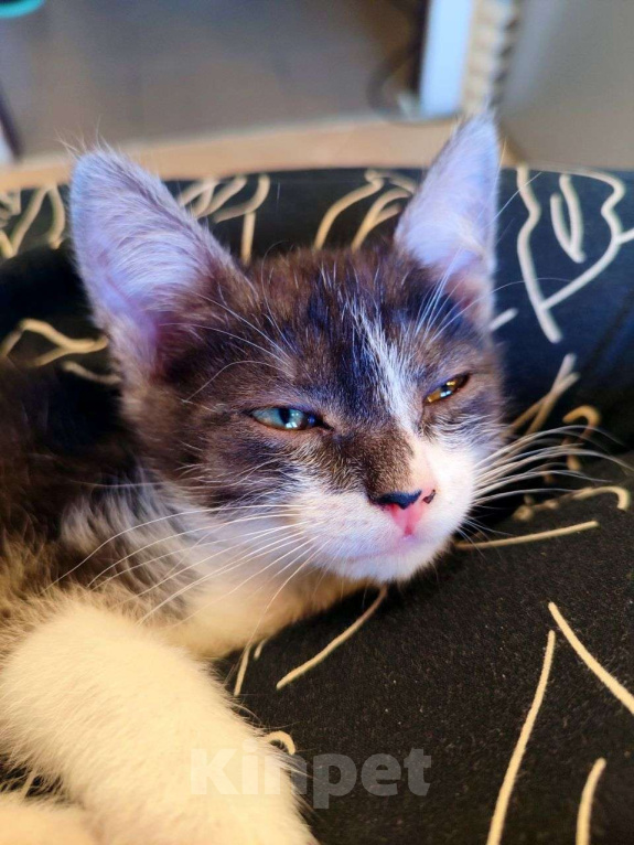 Кошки в Самаре: Метис египетского мау  Мальчик, Бесплатно - фото 1