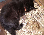 Кошки в Калуге: Бывший питомник, по этой цене только до 31 мая, 5 000 руб. - фото 9