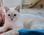 Кошки в Дудинке: Вязка, 1 500 руб. - фото 3