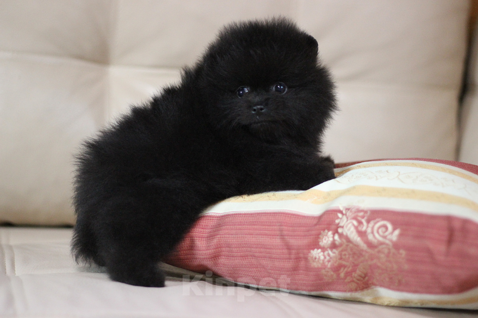 Собаки в Санкт-Петербурге: Шпиц мальчик Мальчик, 40 000 руб. - фото 1