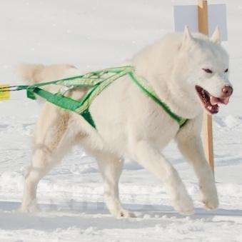 Собаки в Горном-Алтайске: На вязку кобель белый Мальчик, 10 000 руб. - фото 1