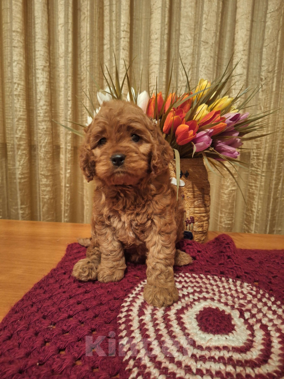 Собаки в Москве: Кокапу щенок мальчик Мальчик, 45 000 руб. - фото 1