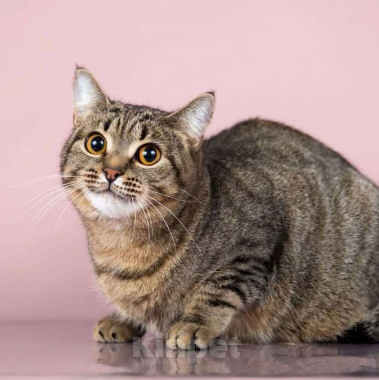 Кошки в Москве: Тиффани ищет дом Девочка, Бесплатно - фото 2