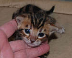Кошки в Москве: Бенгальский котик  Мальчик, 70 000 руб. - фото 4