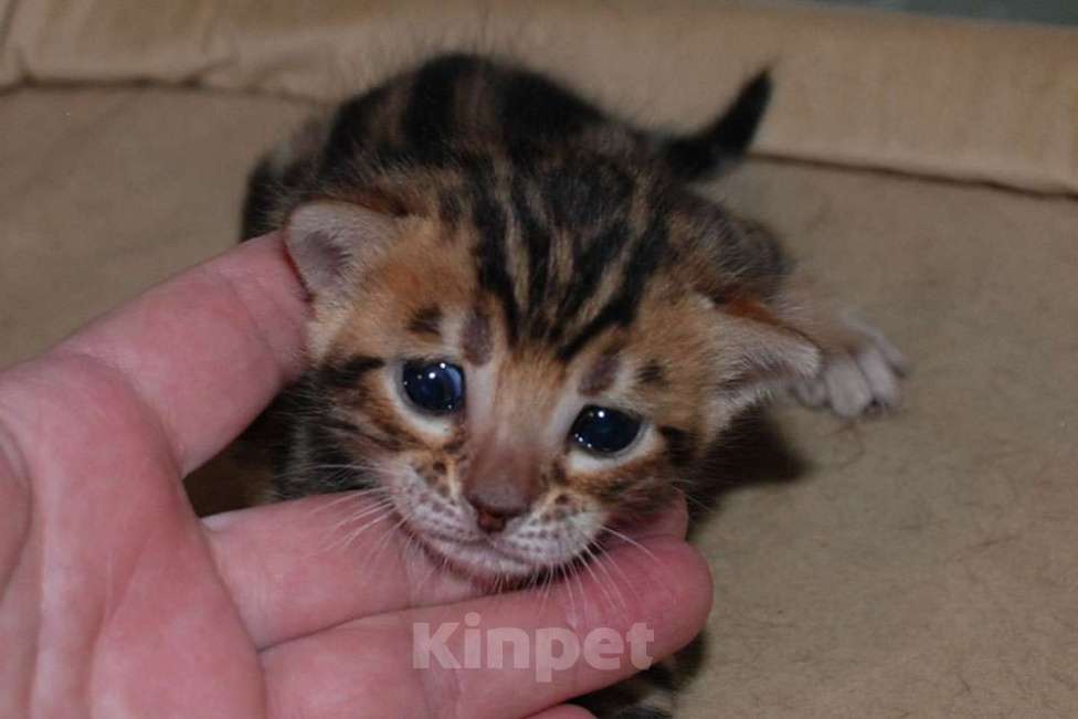 Кошки в Москве: Бенгальский котик  Мальчик, 70 000 руб. - фото 4