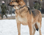 Собаки в Москве: Рада Девочка, Бесплатно - фото 3
