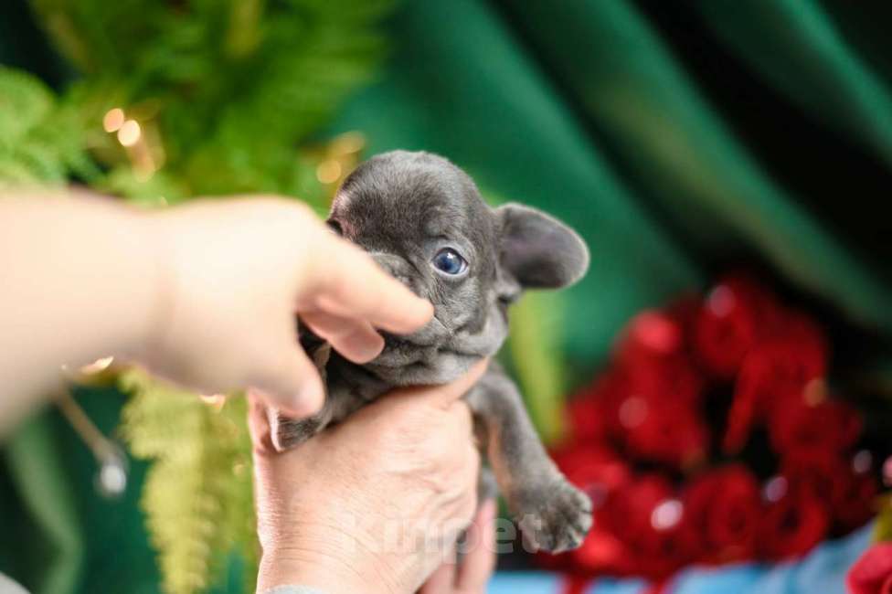 Собаки в Москве: девочка лиловая крохотная Девочка, 90 000 руб. - фото 4