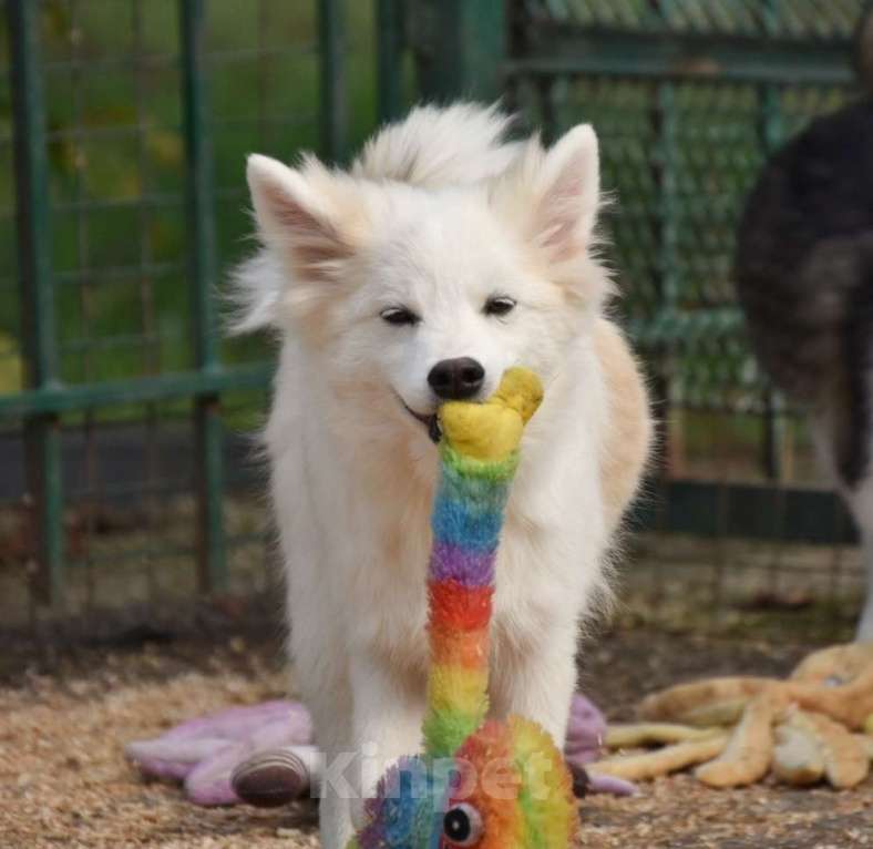 Собаки в Москве: Ненецкая оленегонная лайка, кобель Амур. Мальчик, 60 000 руб. - фото 1