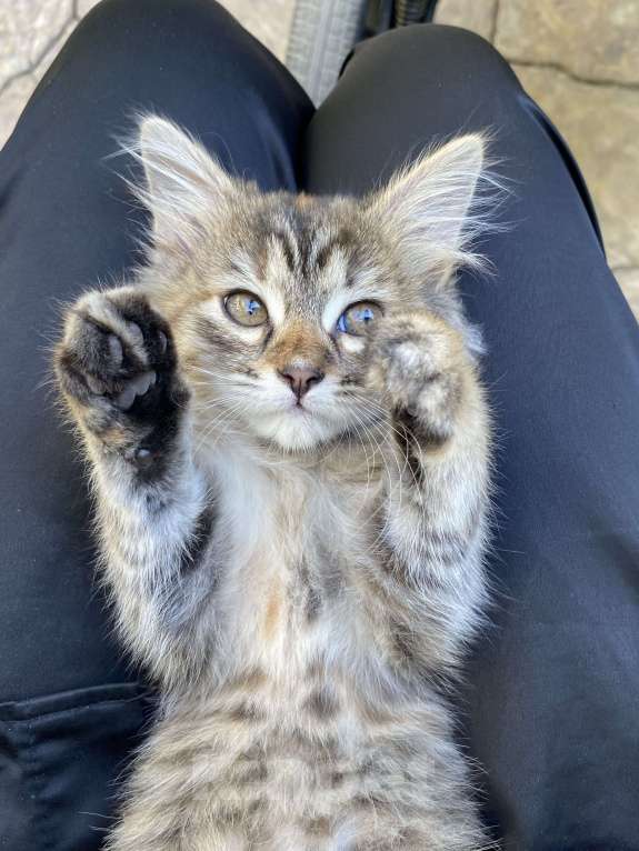 Кошки в Махачкале: Отдам котёнка в добрые руки!!! Девочка, Бесплатно - фото 8