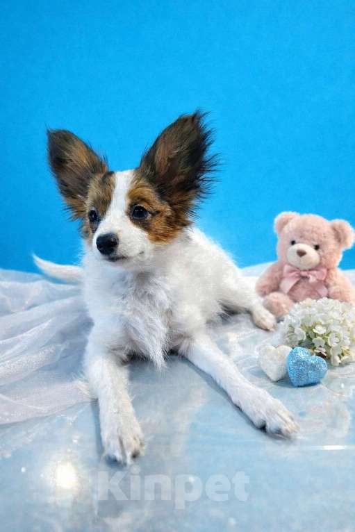 Собаки в Мытищах: ЩЕНОК ПАПИЙОНА Девочка, 80 000 руб. - фото 1