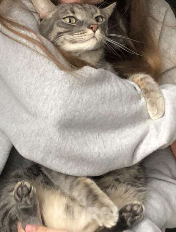 Кошки в Подольске: ПОТЕРЯЛСЯ КОТ!❗️ Мальчик, 1 руб. - фото 6