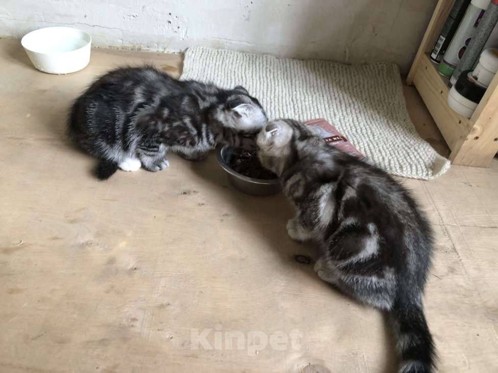 Кошки в других городах Свердловской области: Тимоша Мальчик, 3 500 руб. - фото 2