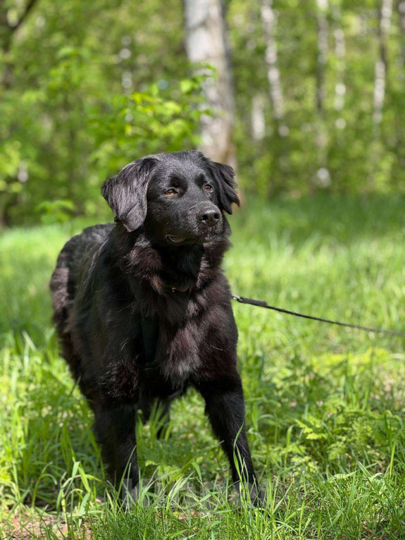 Собаки в Москве: Черные сестрицы, блеск и элегантность  Девочка, Бесплатно - фото 8